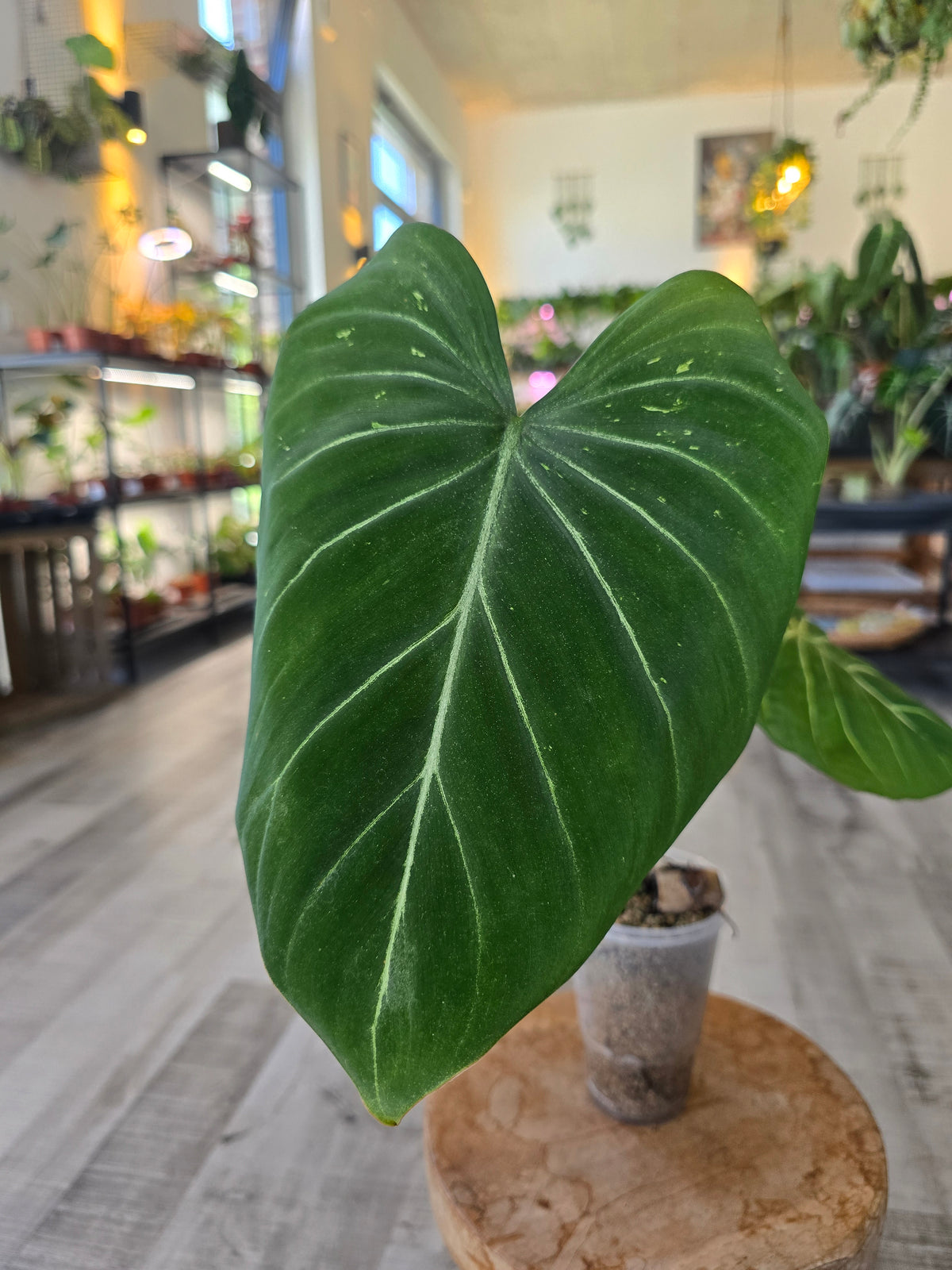 Philodendron Gloriosum Verde (JP)
