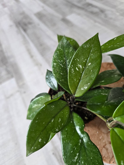 Hoya Carnosa Stardust