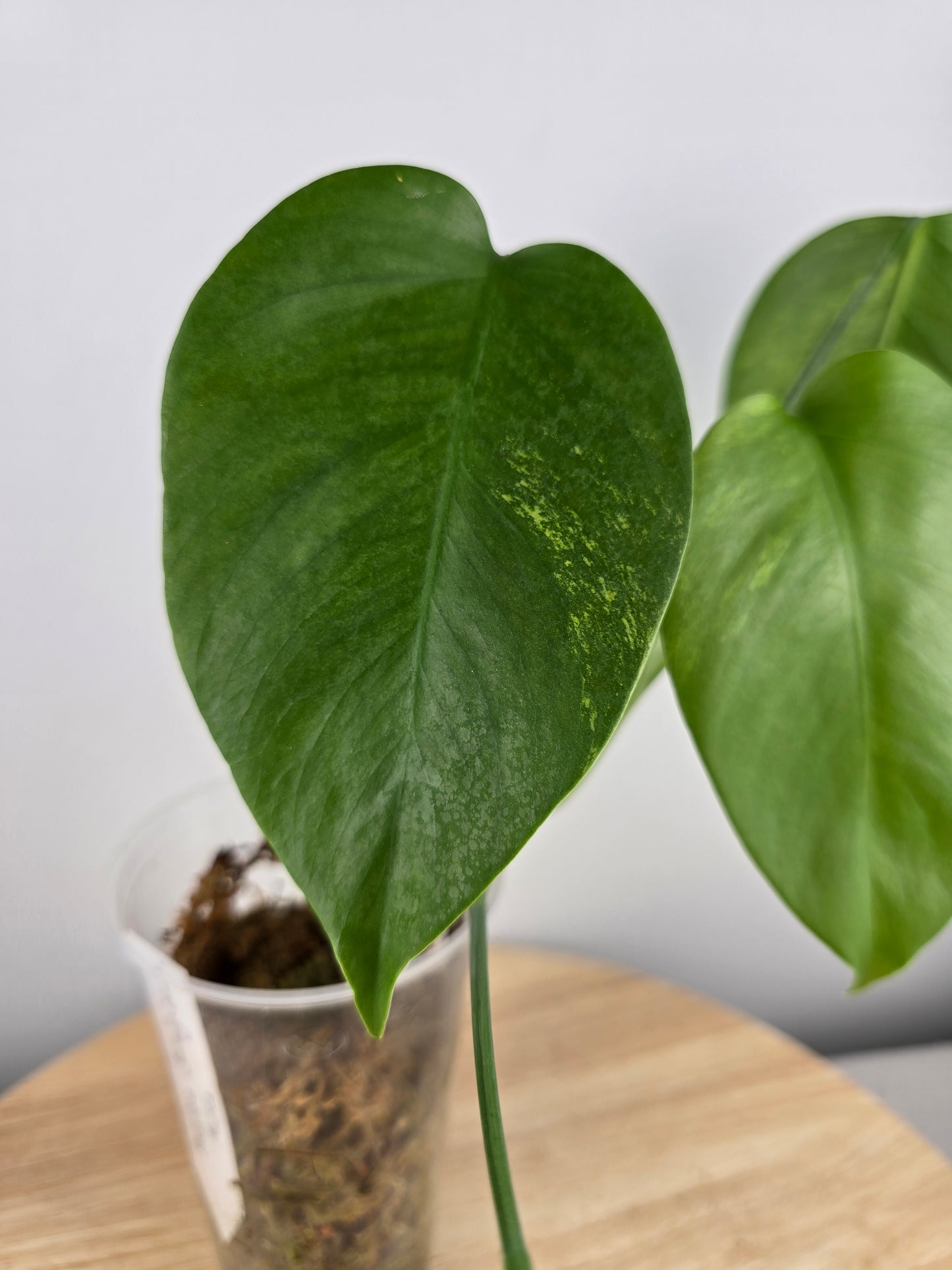 Monstera Borsigiana aurea (JP)