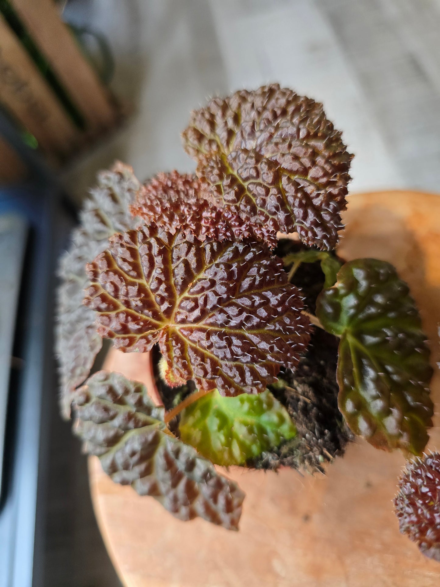 Begonia Ferox