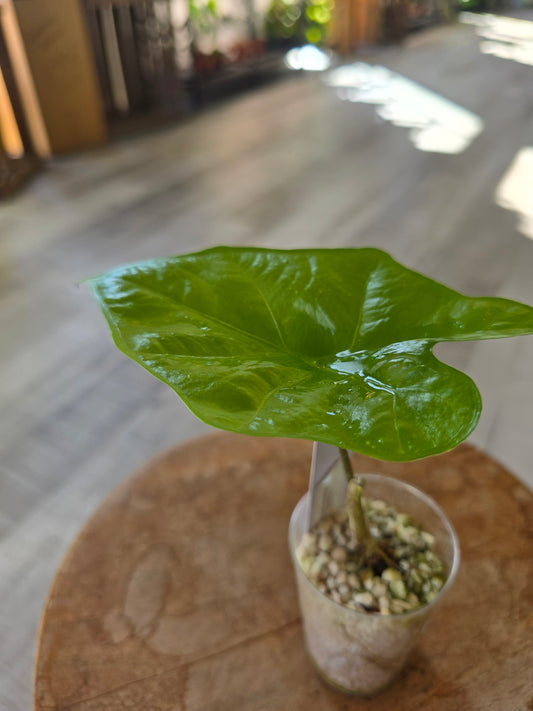 Alocasia Nycteris Batwing (JP)