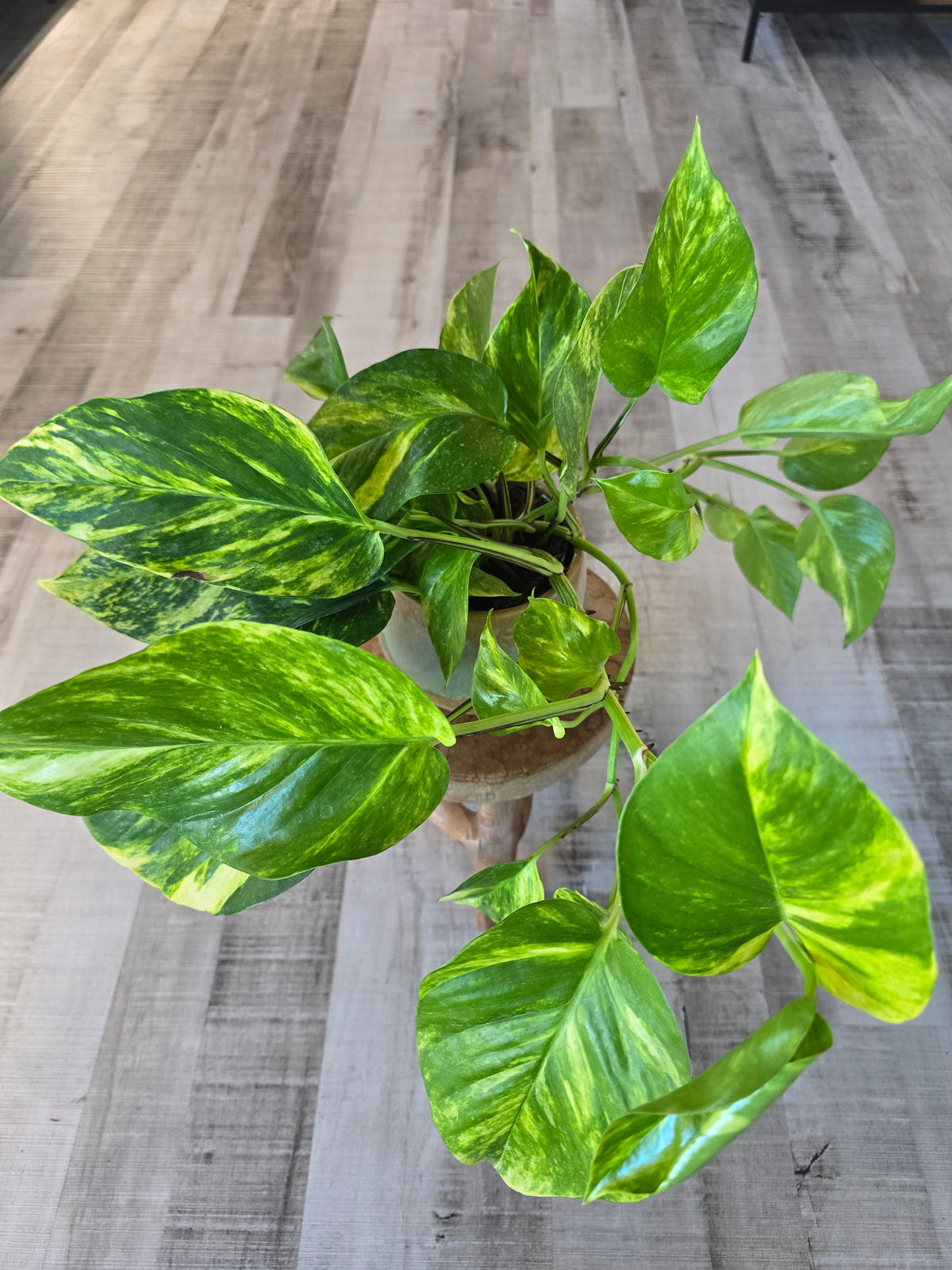 Epipremnum aureum