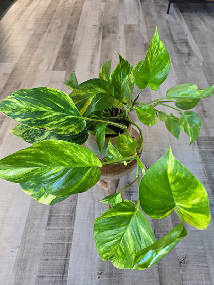 Epipremnum aureum