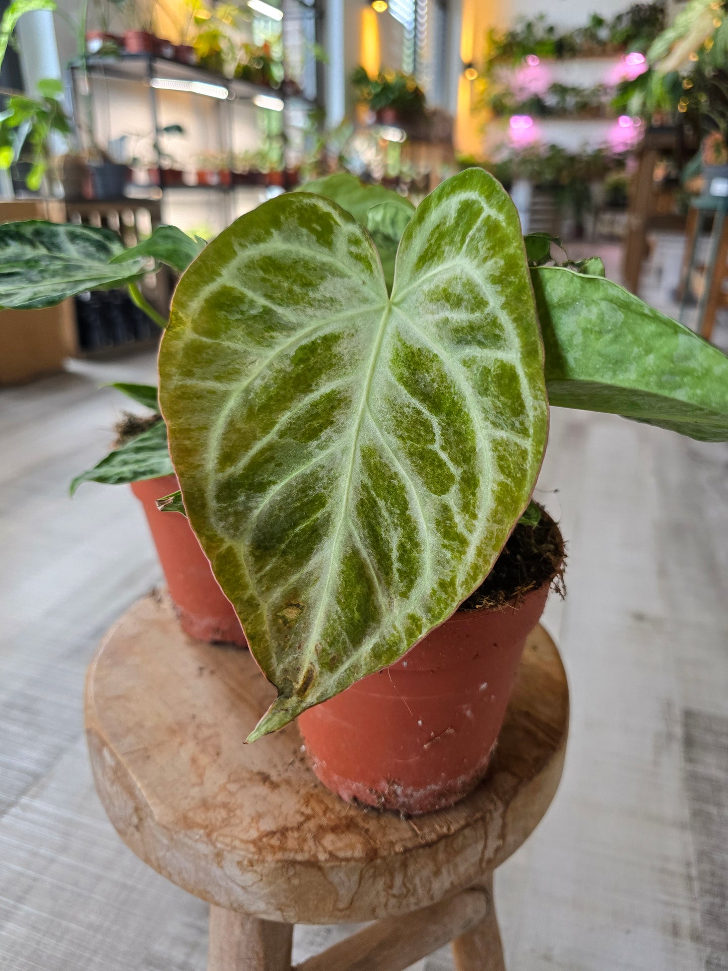 Anthurium Silver Blush Mint