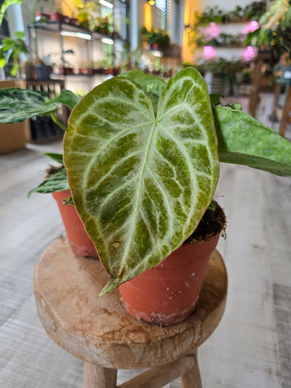 Anthurium Silver Blush Mint