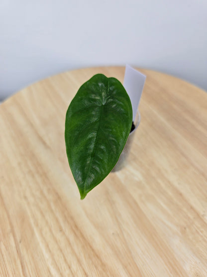 Alocasia Puncak Borneensis (JP)