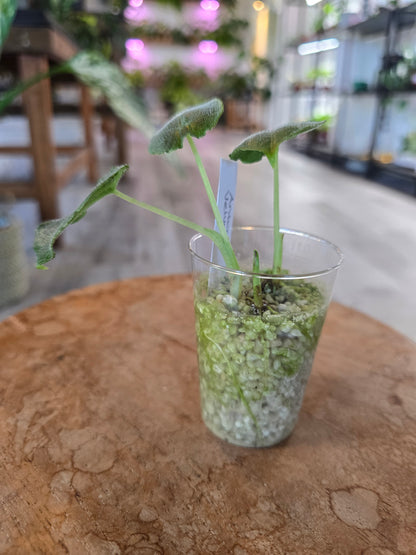Alocasia Antoro Velvet (JP)