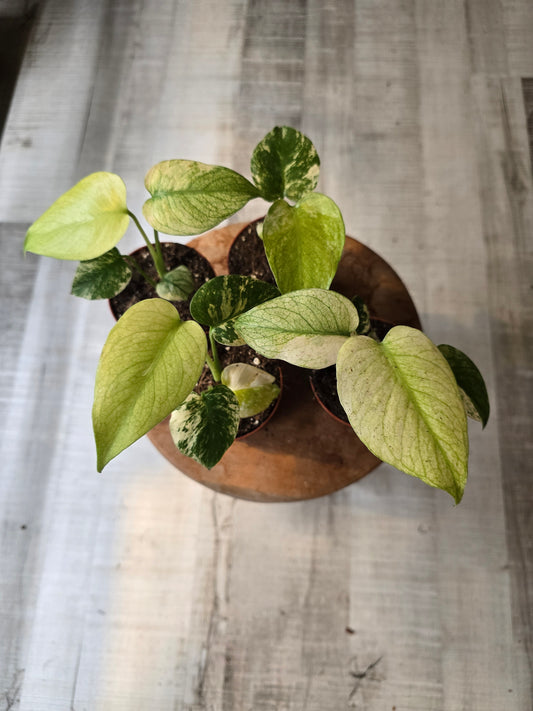 Monstera Deliciosa mint