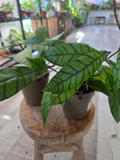 Hoya callistophylla