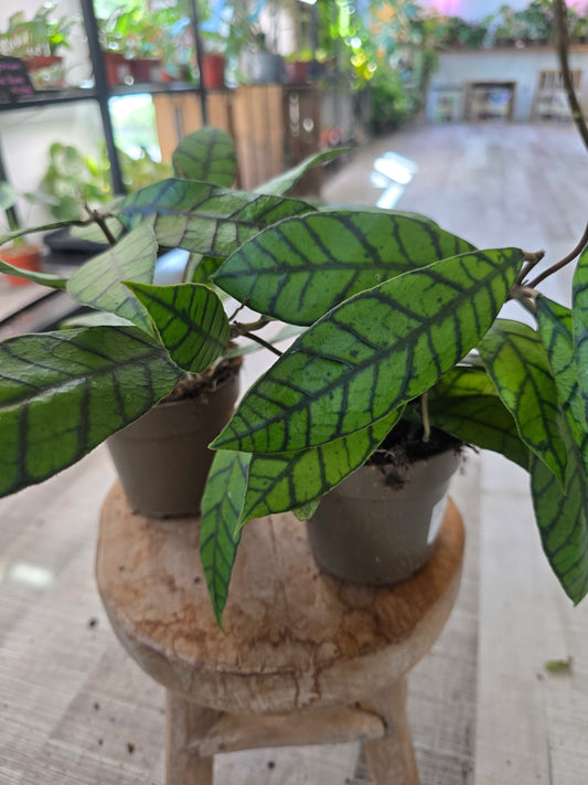 Hoya callistophylla