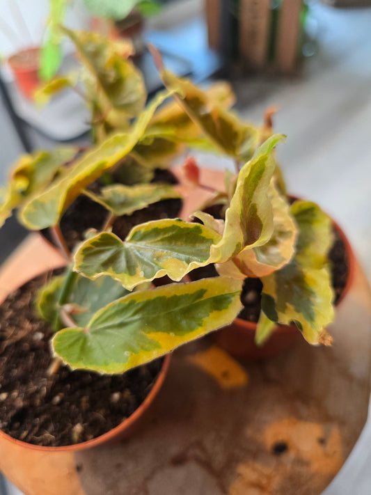 Begonia Dainty Spray Sport var