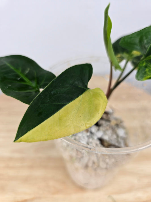 Syngonium aurea (JP)