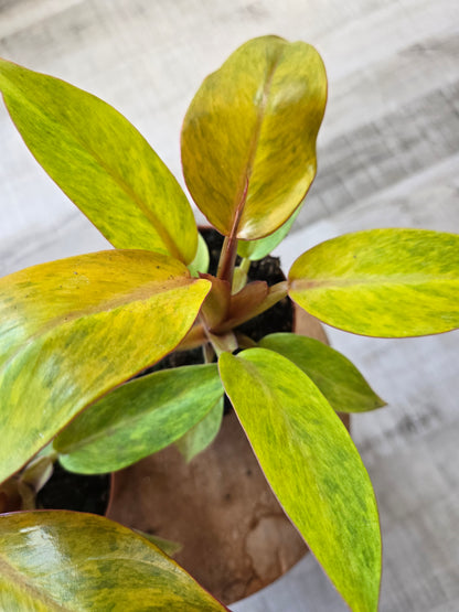 Philodendron Orange Marmalade