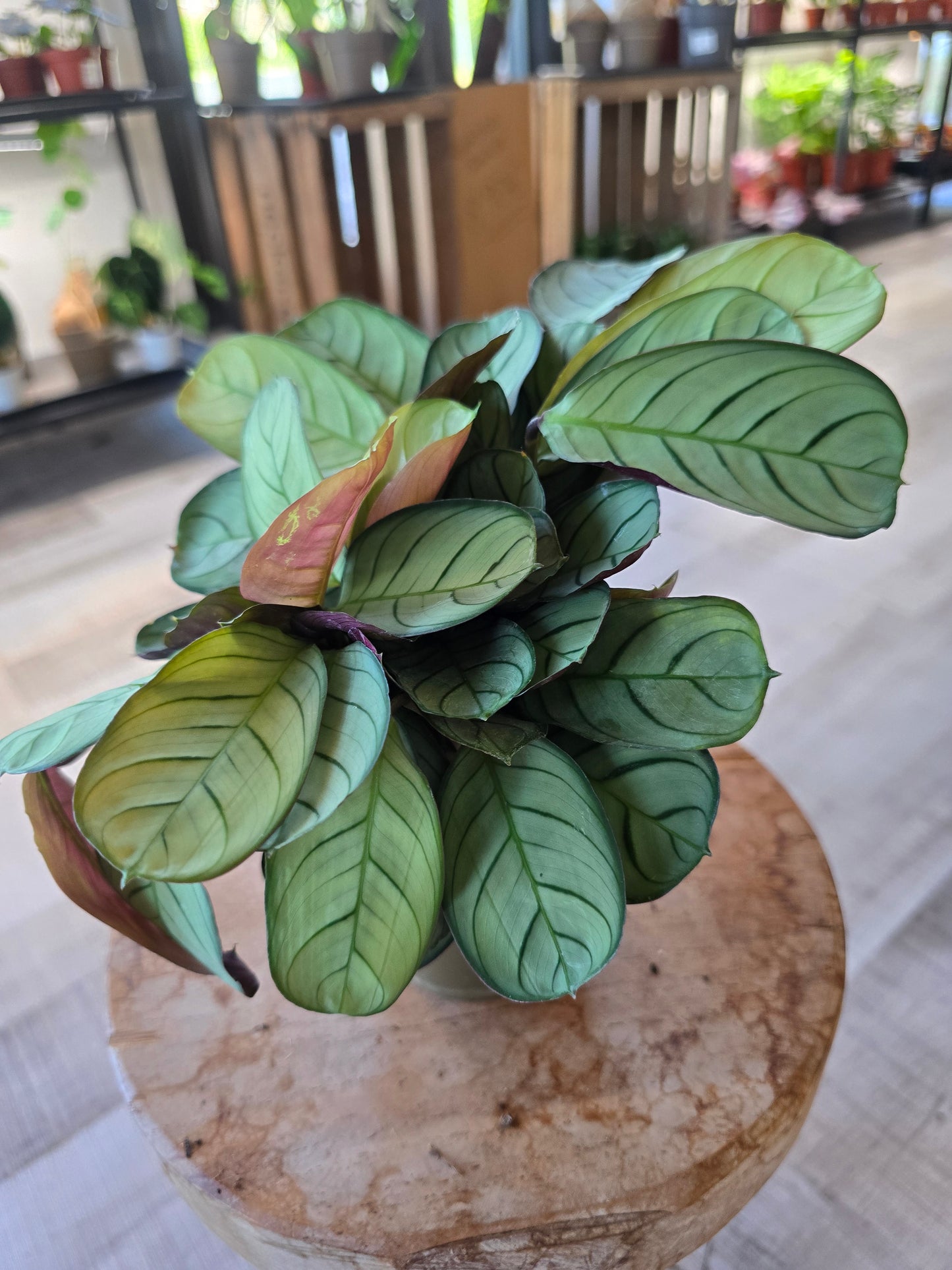 Ctenanthe burle-marxii 'Amagris'