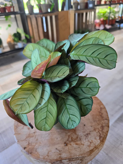 Ctenanthe burle-marxii 'Amagris'