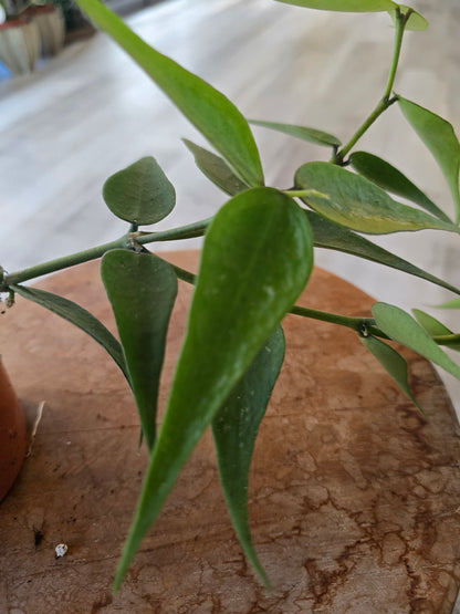 Hoya sp. Vietnam (Polyneura Complex)