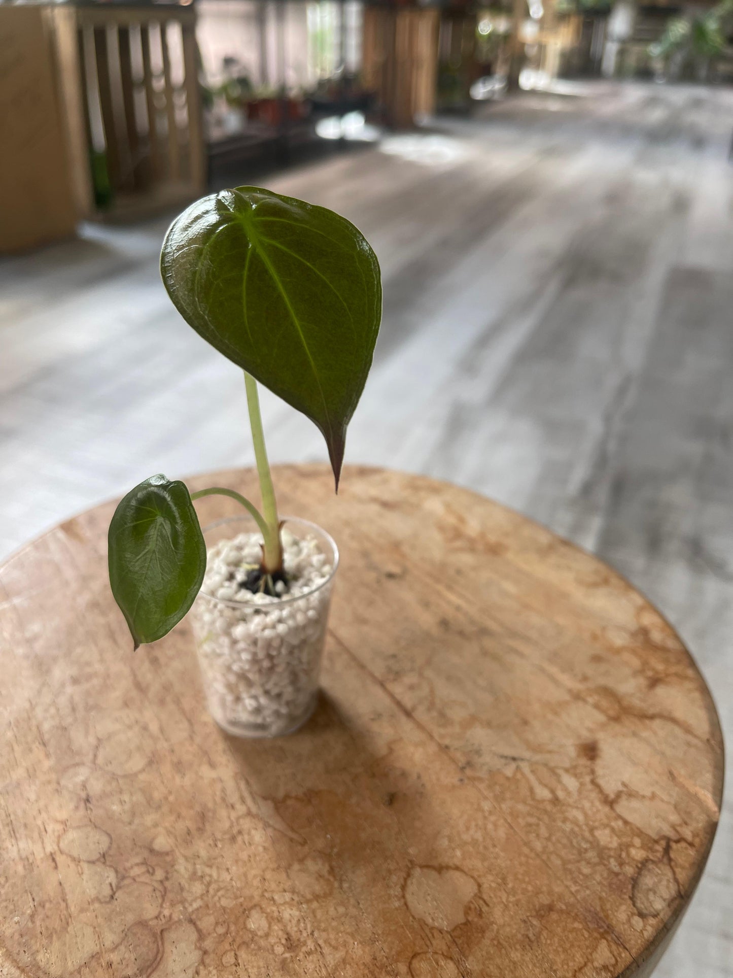 Alocasia Wentii (JP)