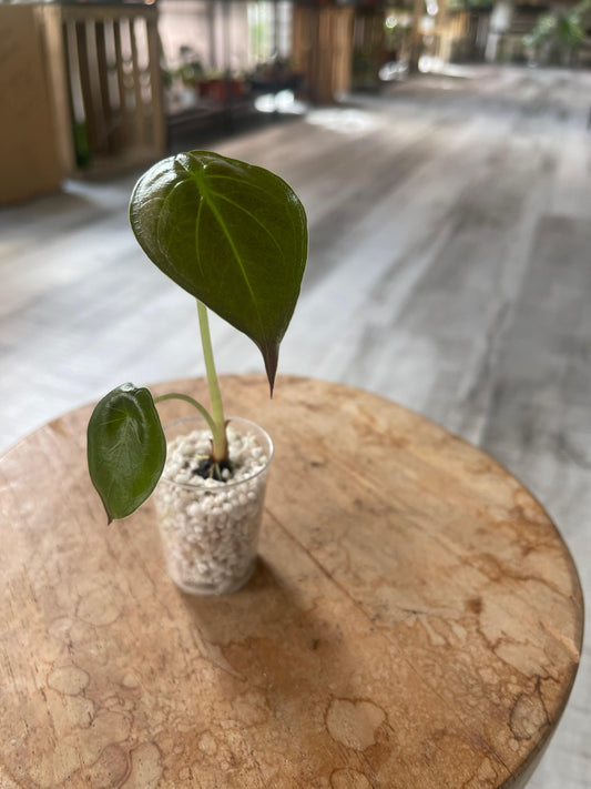 Alocasia Wentii (JP)