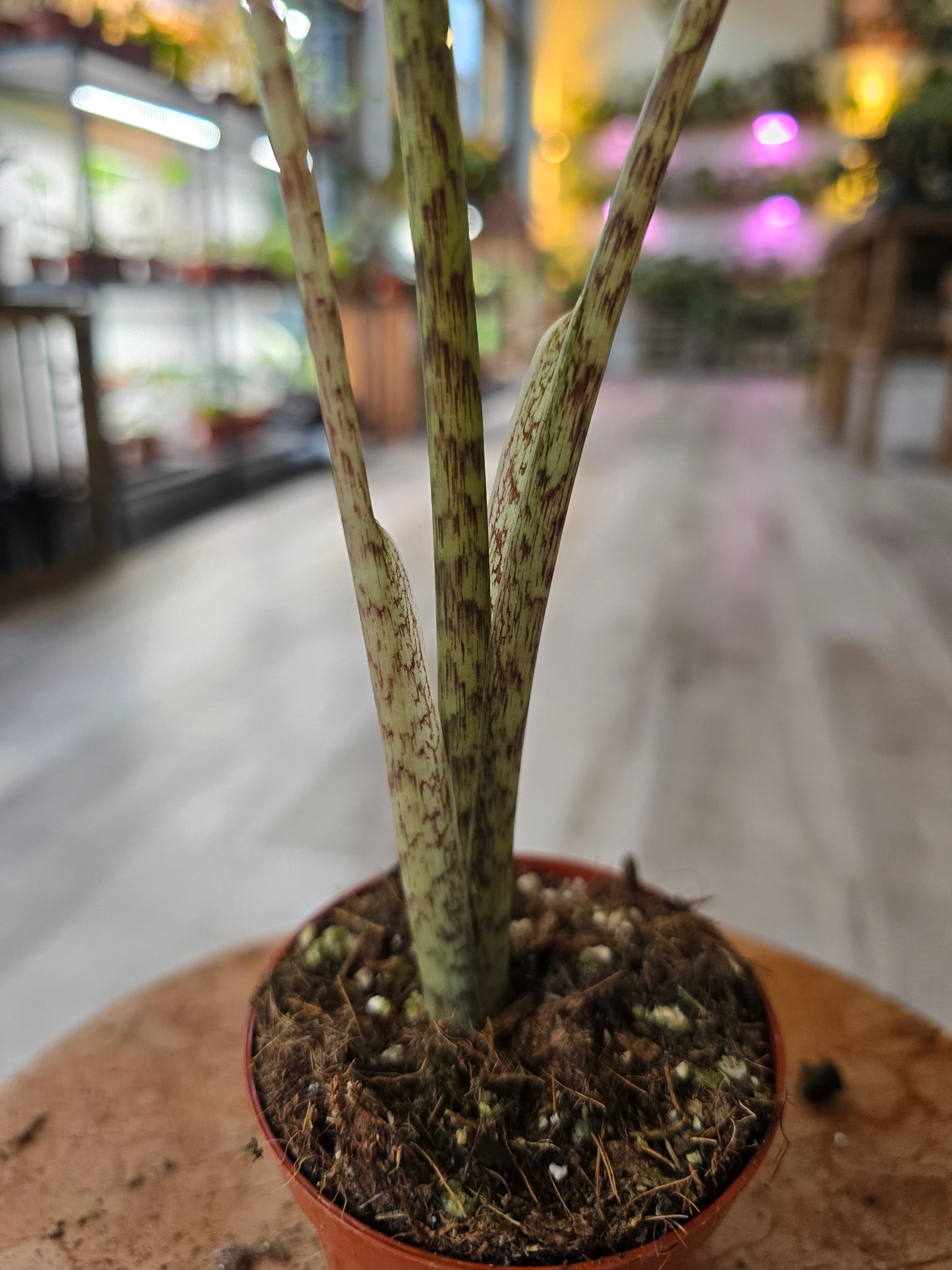 Alocasia Portei 'Zebra Stem'
