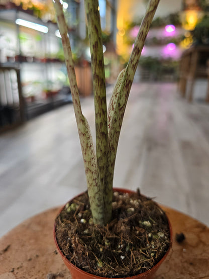Alocasia Portei 'Zebra Stem'