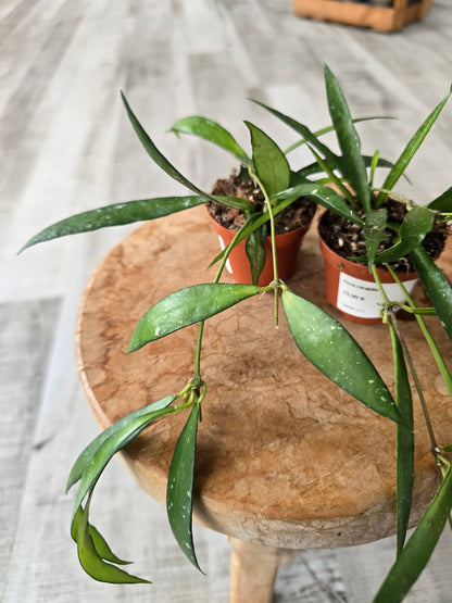 Hoya mirabilis