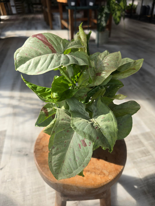 Syngonium 'Confetti'
