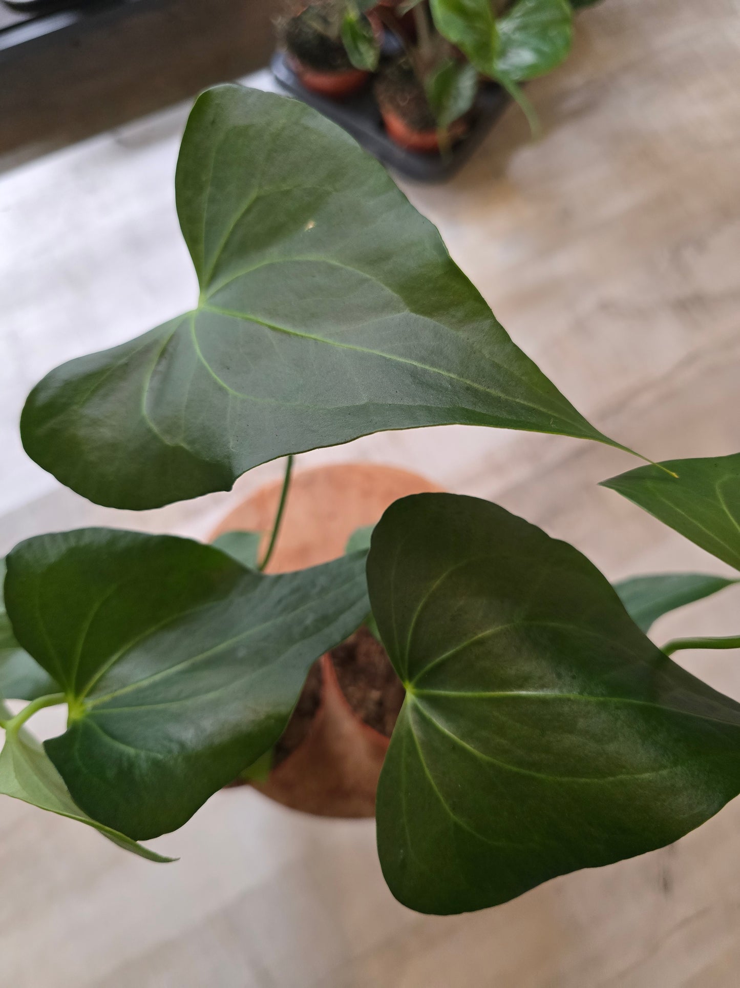 Anthurium clarinervium x pedatoradiatum