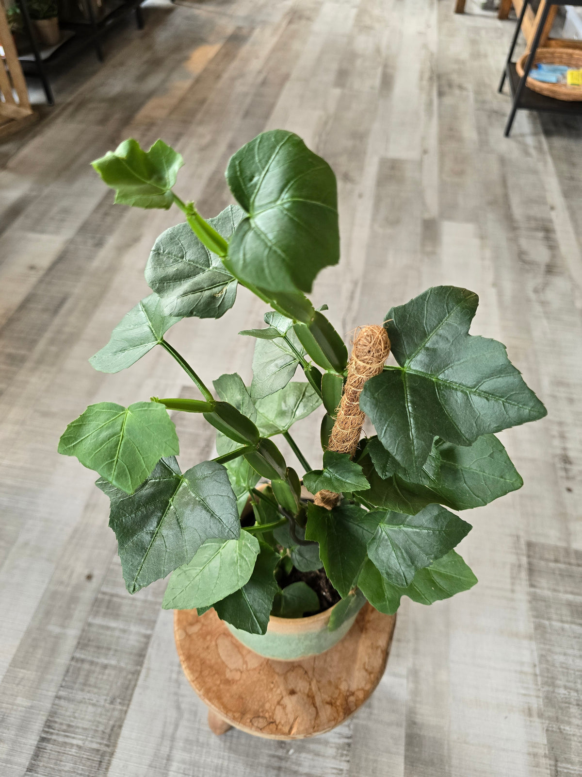 Cissus Quadrangularis