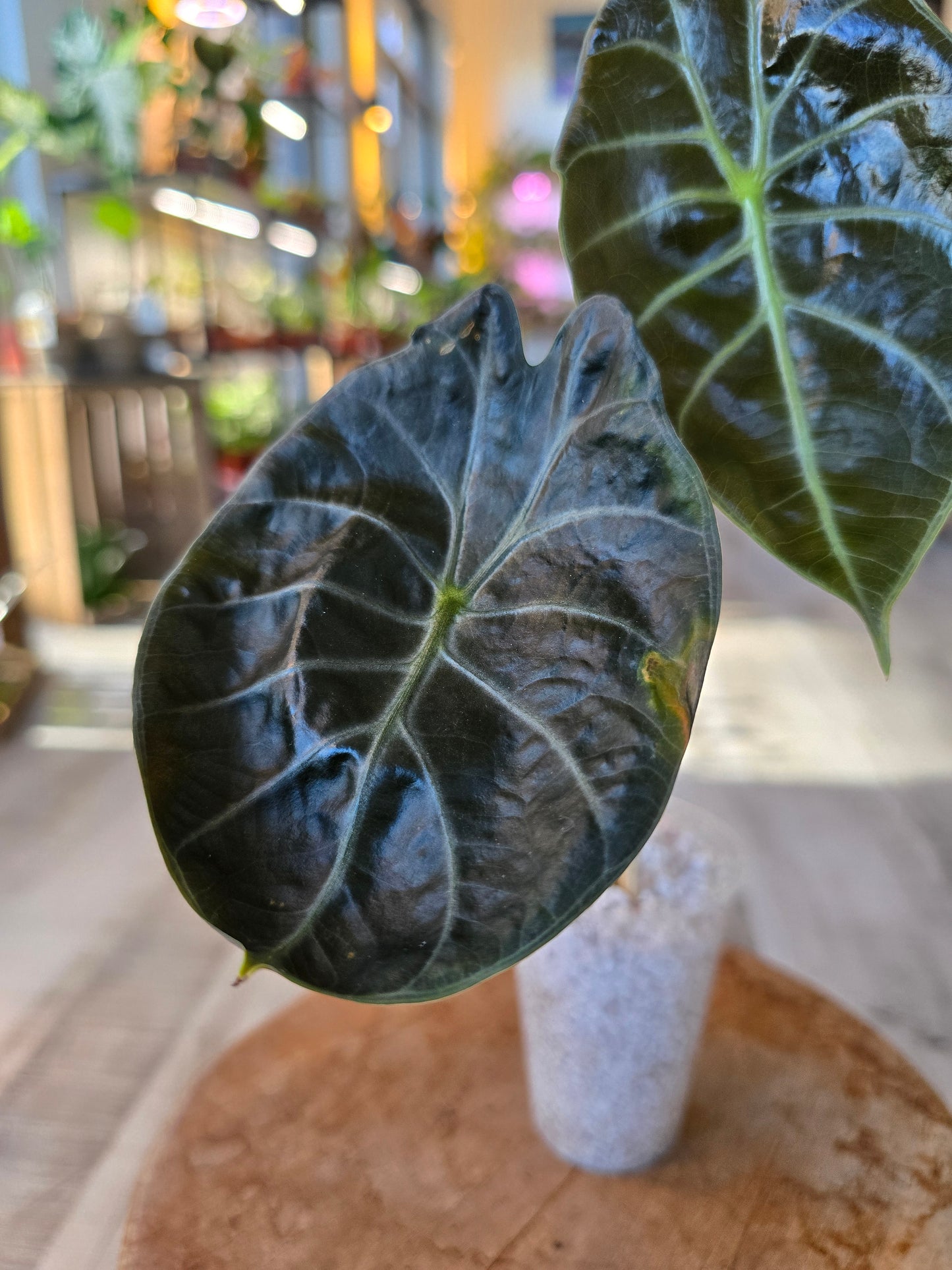Alocasia Suhirmaniana Red Petiole