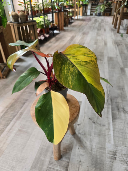 Philodendron Strawberry Shake (1)