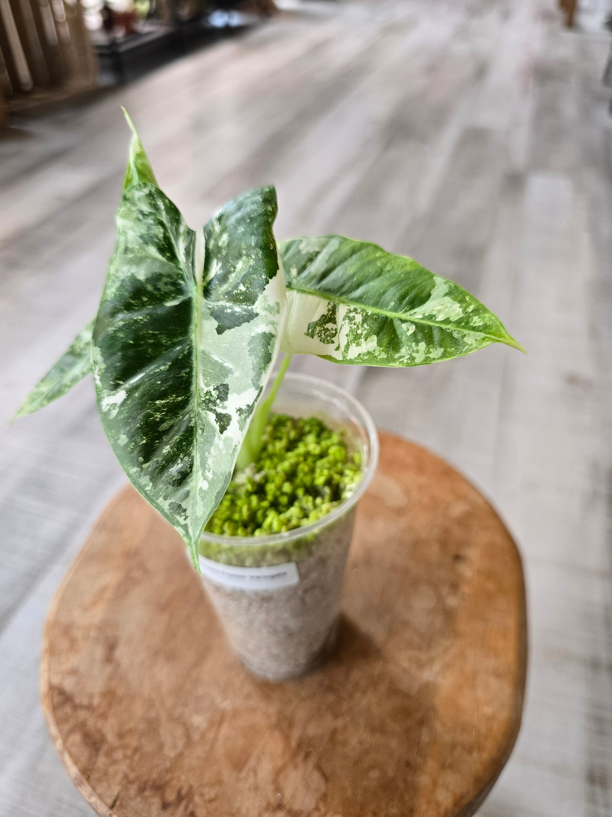 Alocasia Frydek variegata (JP)