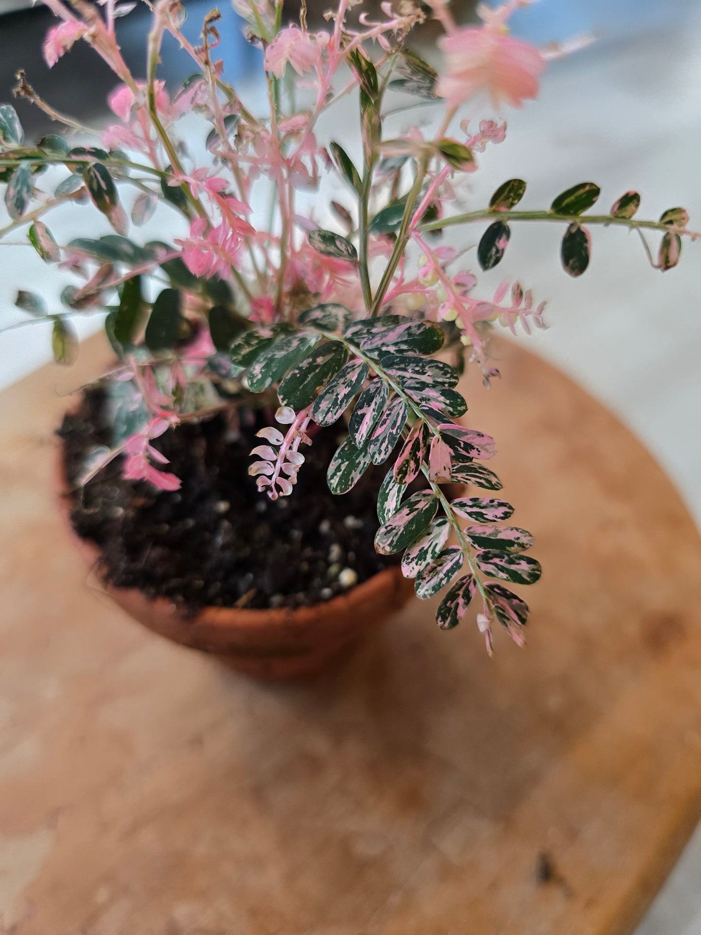 Phyllanthus urinaria pink variegata