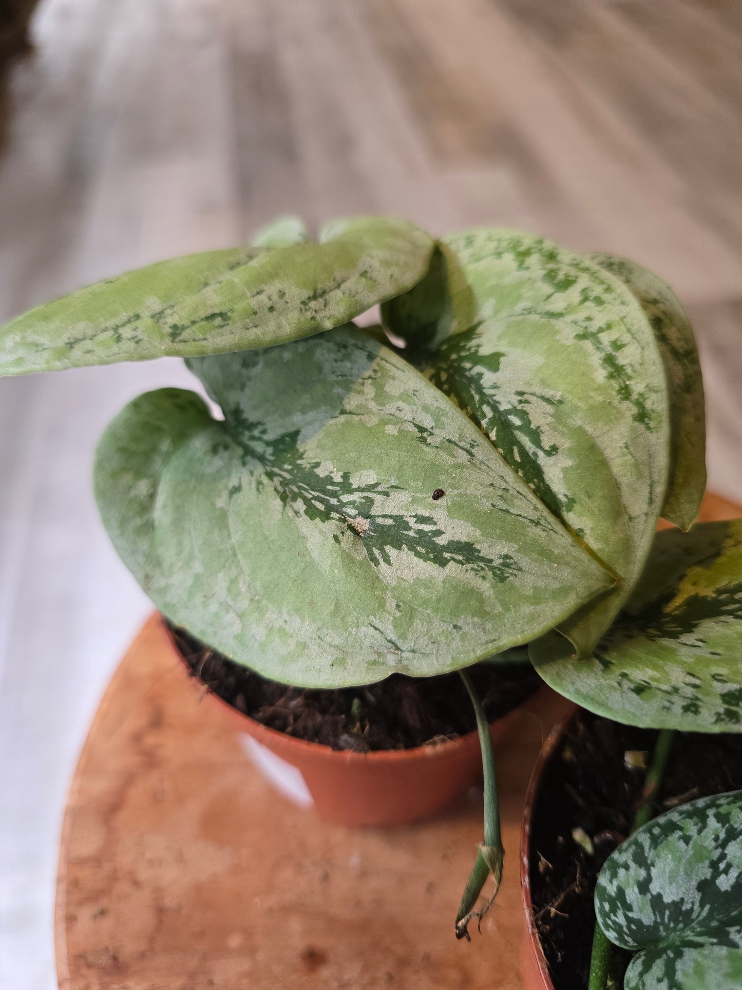 Scindapsus sp Kalimantan Tricolor