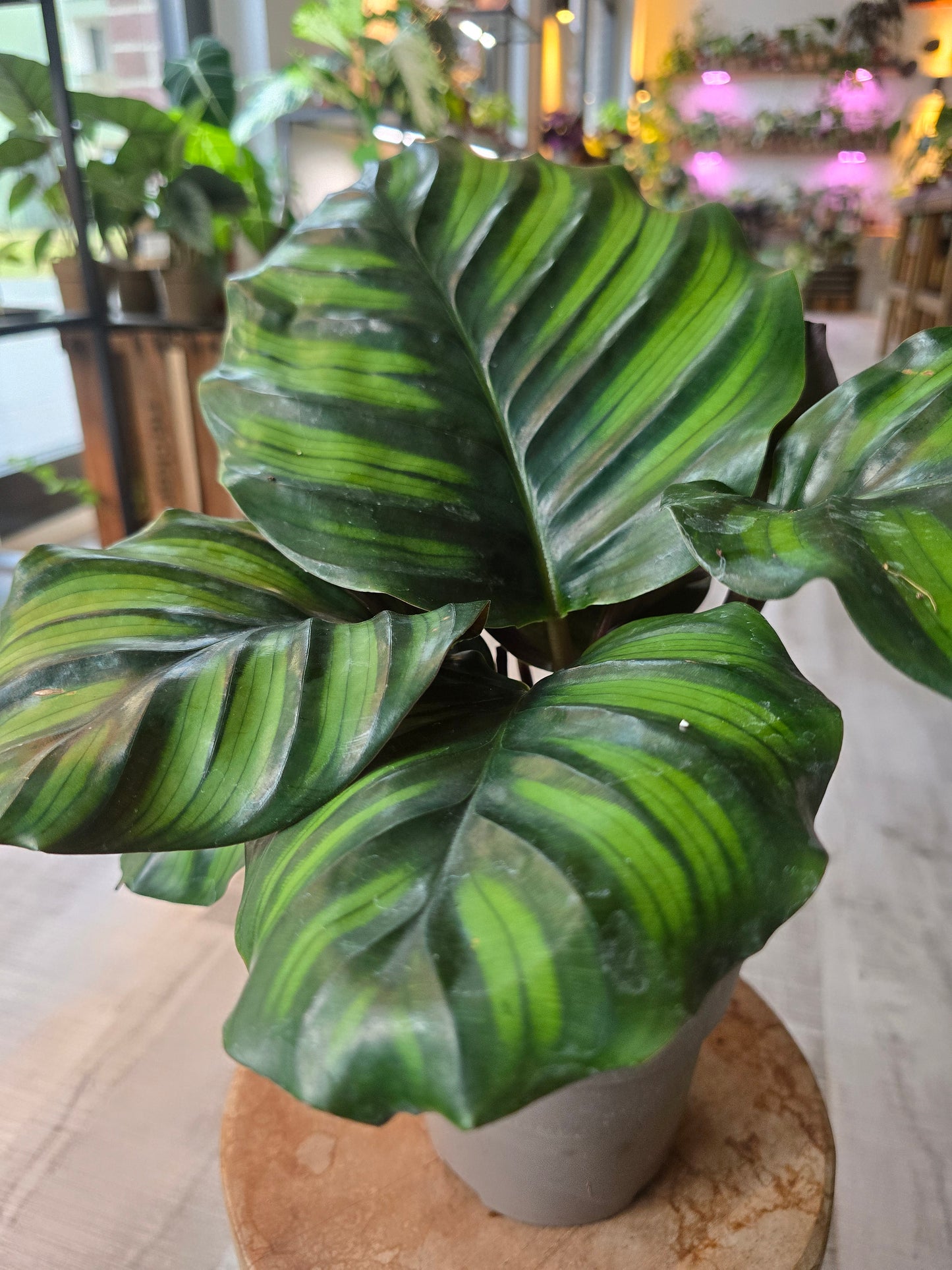 Calathea Fasciata