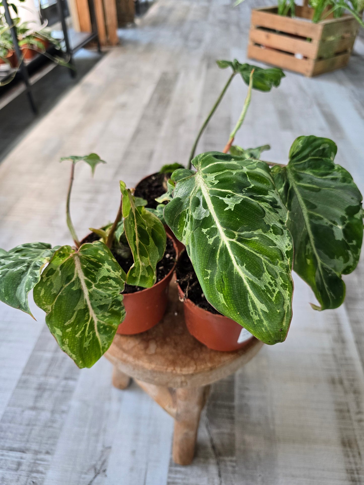 Philodendron Gloriosum Snow Leopard