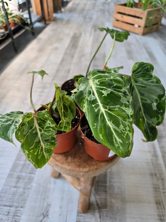 Philodendron Gloriosum Snow Leopard