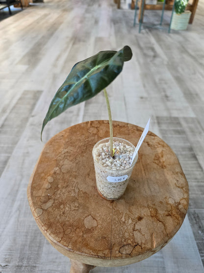 Alocasia Polly (JP)