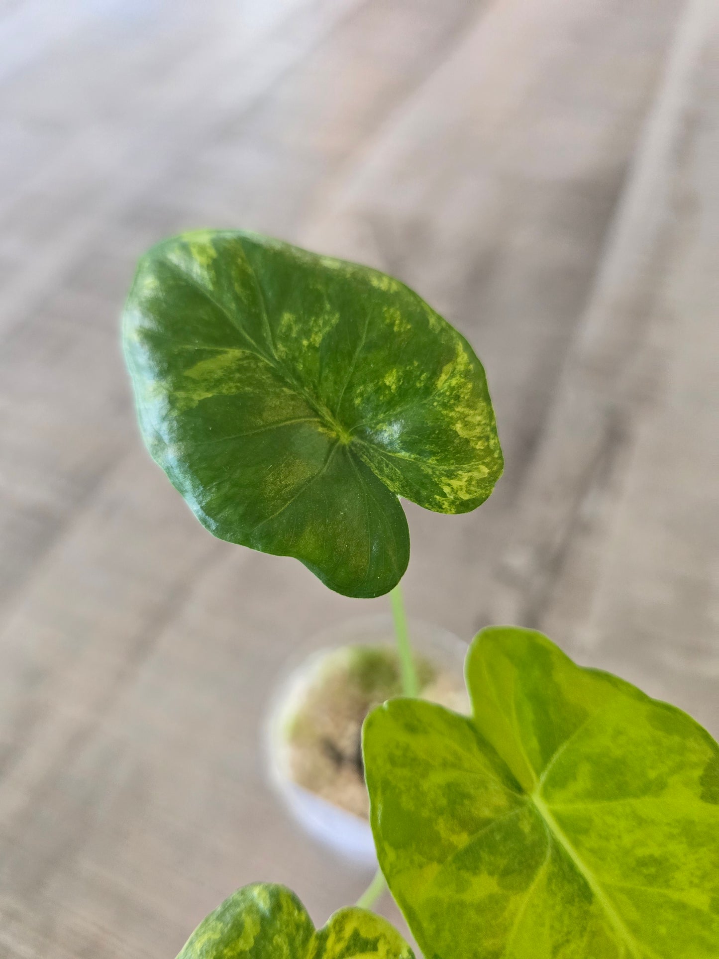 Alocasia Macrorrhiza Aurea Variegata (JP)