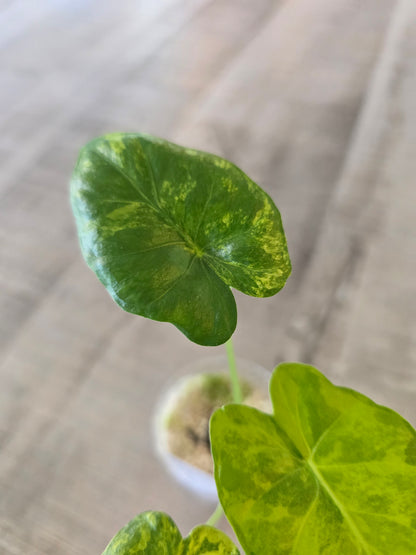 Alocasia Macrorrhiza Aurea Variegata (JP)