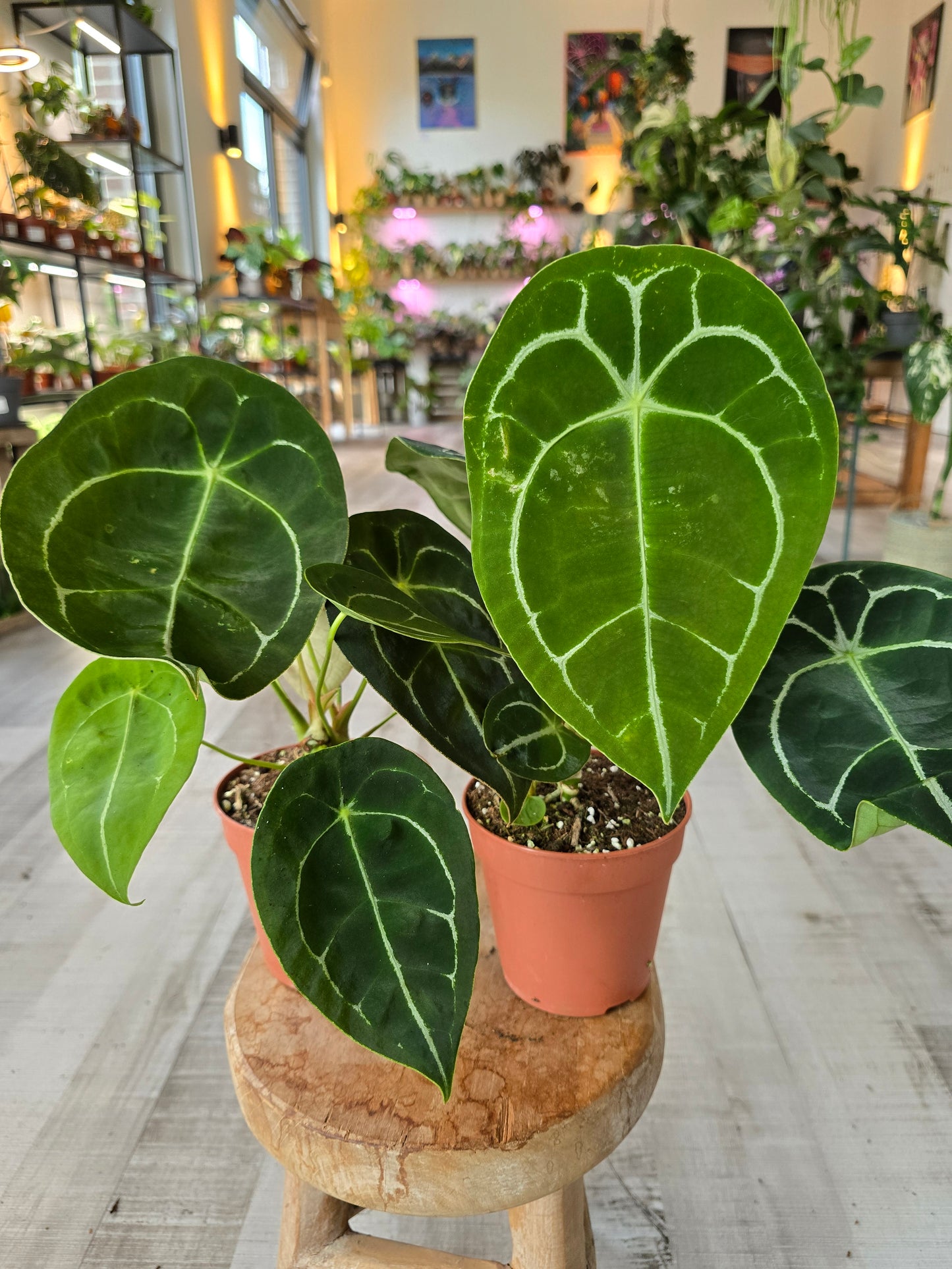 Anthurium Forgetii