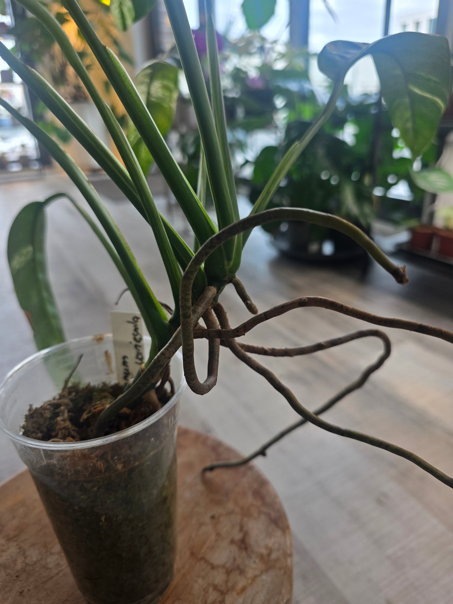 Epipremnum Giganteum variegata