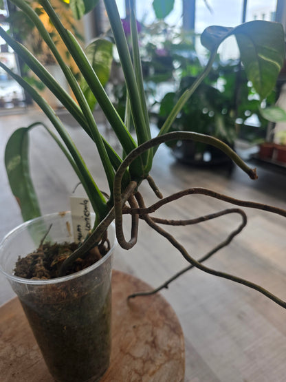 Epipremnum Giganteum variegata