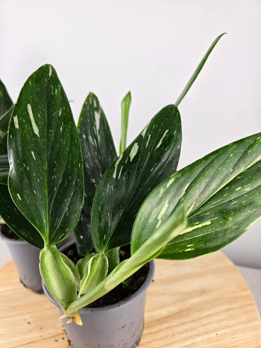 Monstera standleyana (Philodendron Cobra)