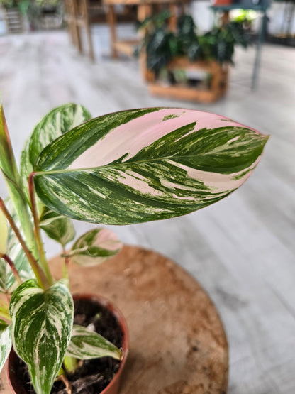Calathea Glaza