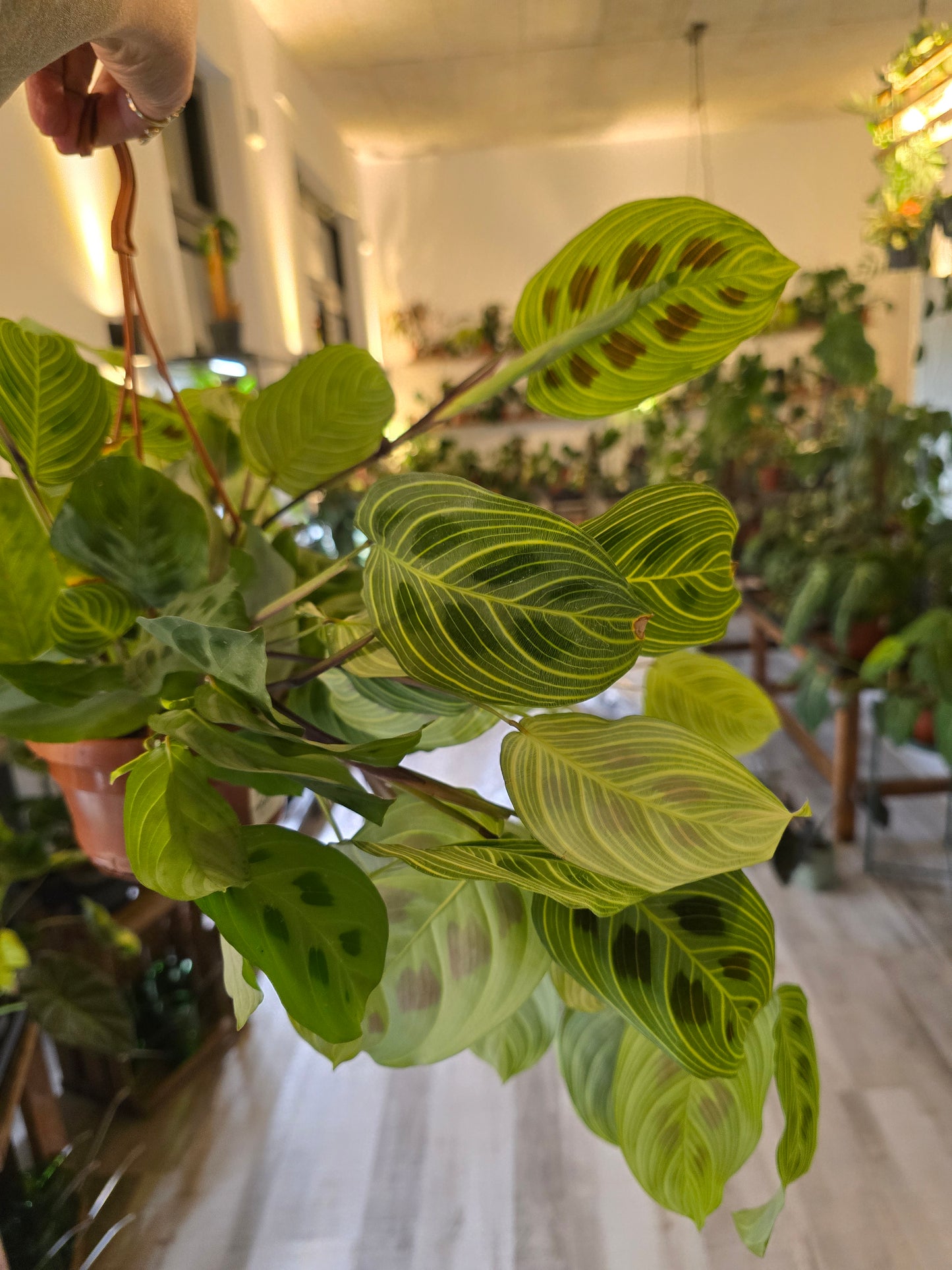 Maranta Light Veins