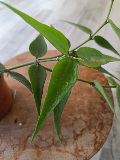 Hoya sp. Vietnam (Polyneura Complex)