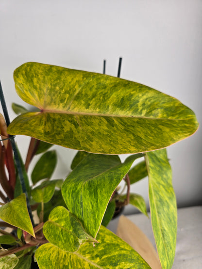 Philodendron Painted Lady
