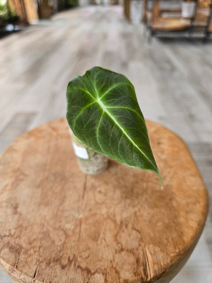 Alocasia Black Velvet (JP)