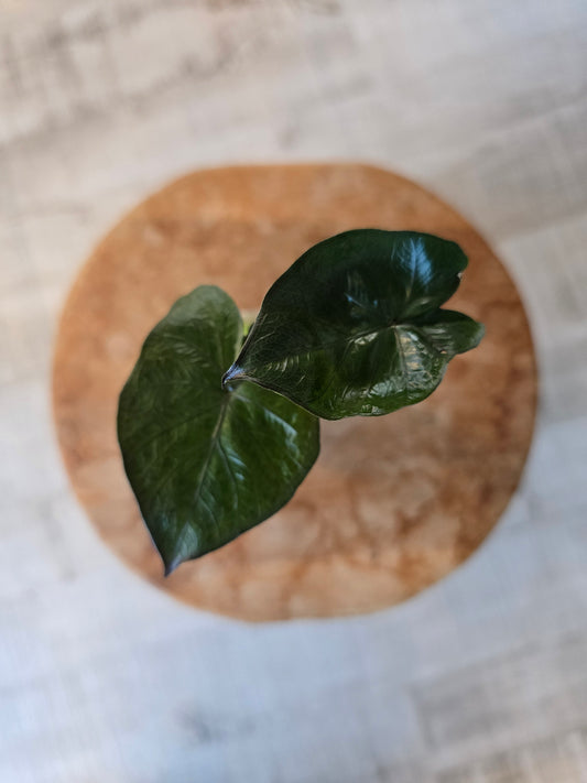 Alocasia Serendipity (JP)