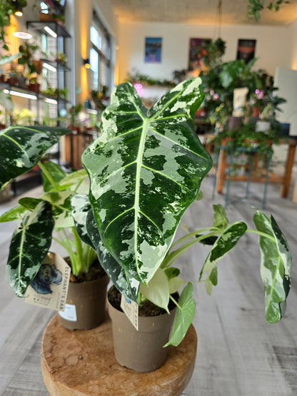 Alocasia Micholitziana 'Frydek variegata'
